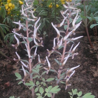 Corydalis nudicaulis 'Shady Boy'