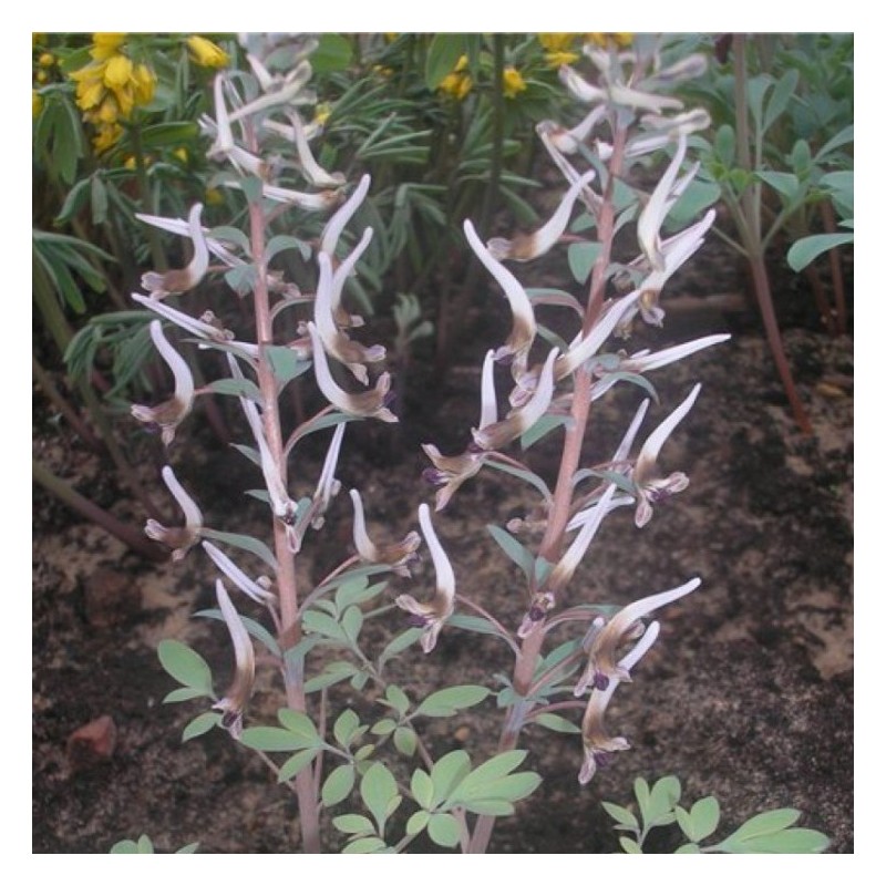 Corydalis nudicaulis 'Shady Boy'