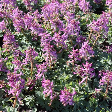 Corydalis pumila