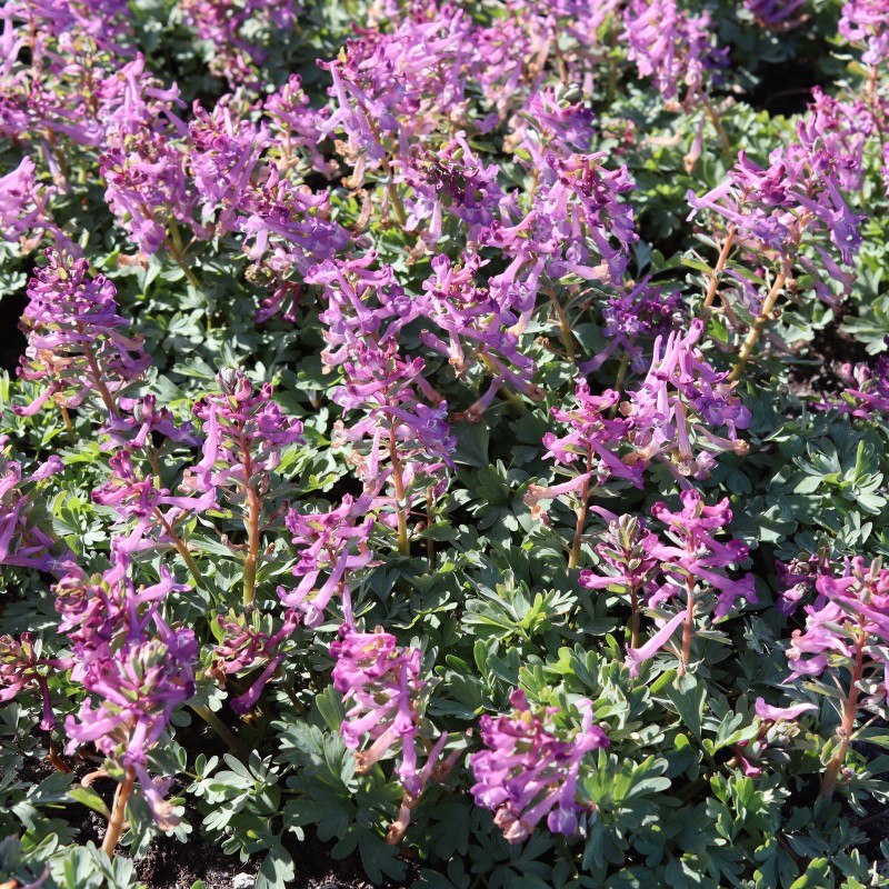 Corydalis pumila