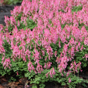 Corydalis solida 'Beth Evans'