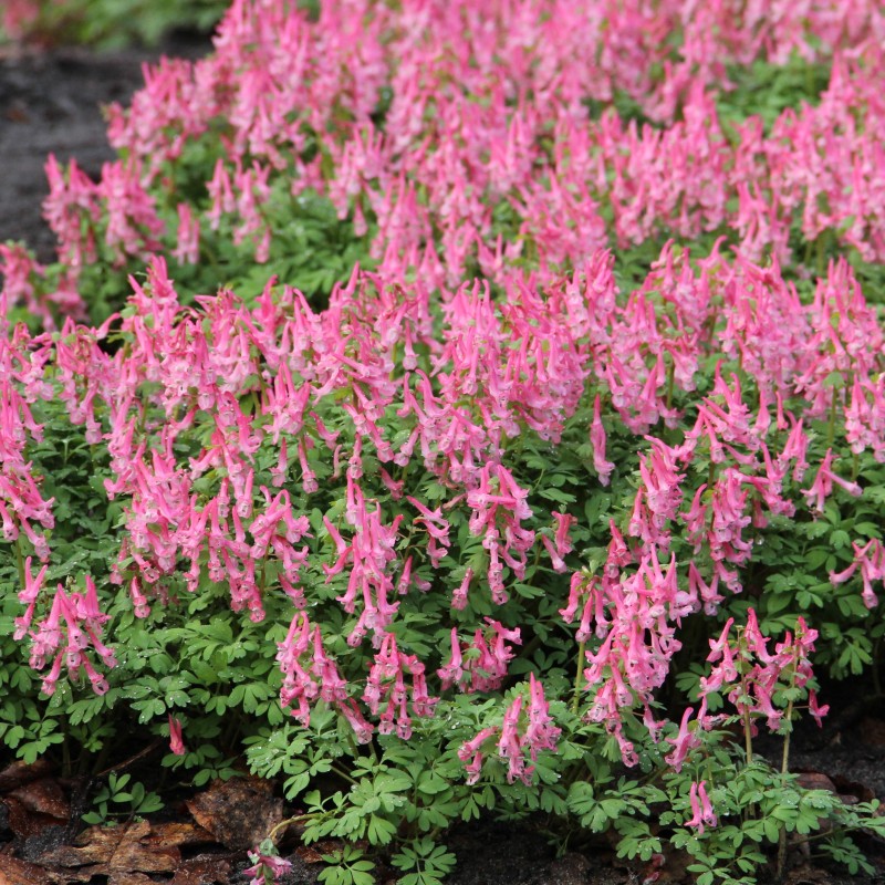 Corydalis solida 'Beth Evans'