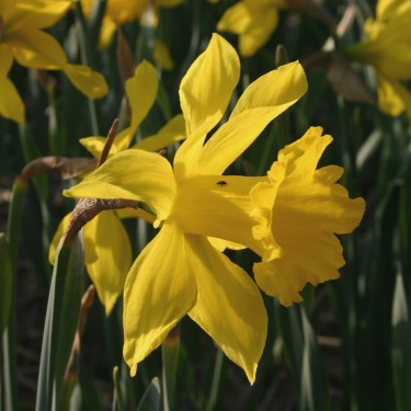 Narcissus hispanicus 'Maximus'