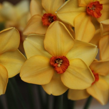 Narcissus 'Dear Lotte'