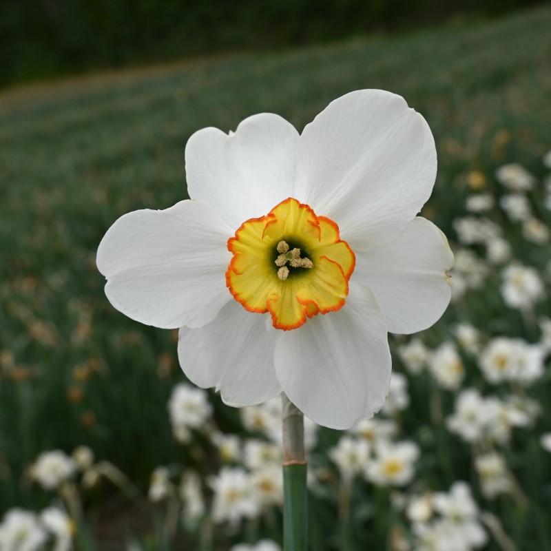 Narcissus 'Goose Green'