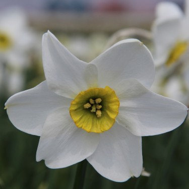 Narcissus 'Sinopel' 