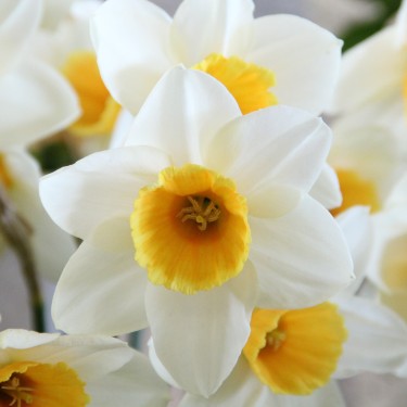 Narcissus 'Suhaili'