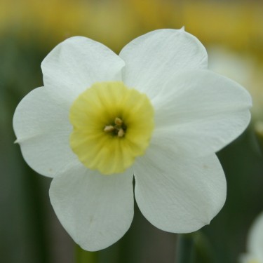 Narcissus 'Yellow Xit'