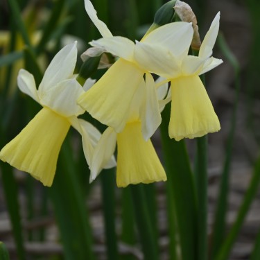 Narcissus 'Lemon Heart'