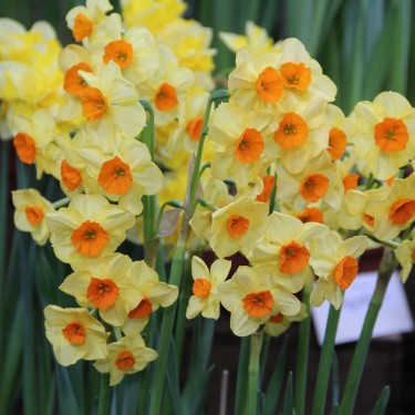 Narcissus 'Castanets'