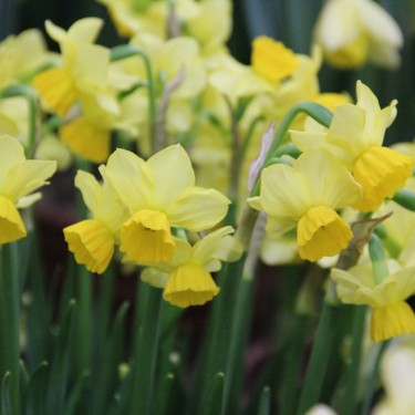 Narcissus 'Cornish Chuckles'