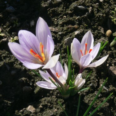Crocus hadriaticus 'Jirka'