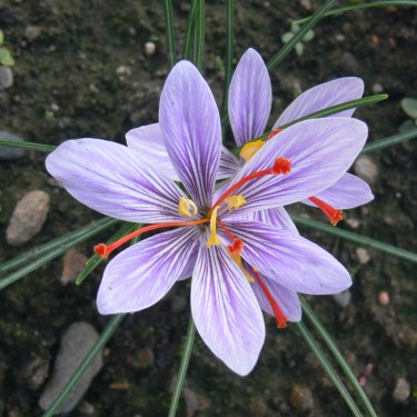 Crocus cartwrightianus var. creticus