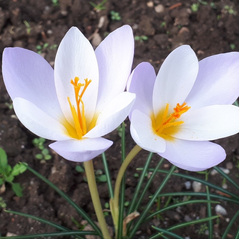 Crocus niveus