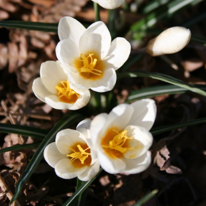 Crocus candidus