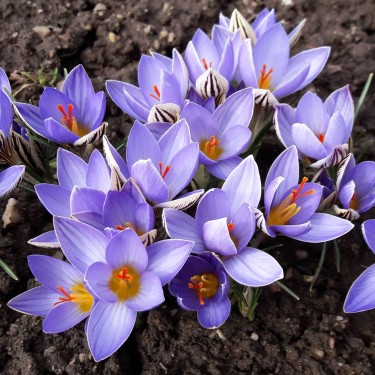 Crocus orphei