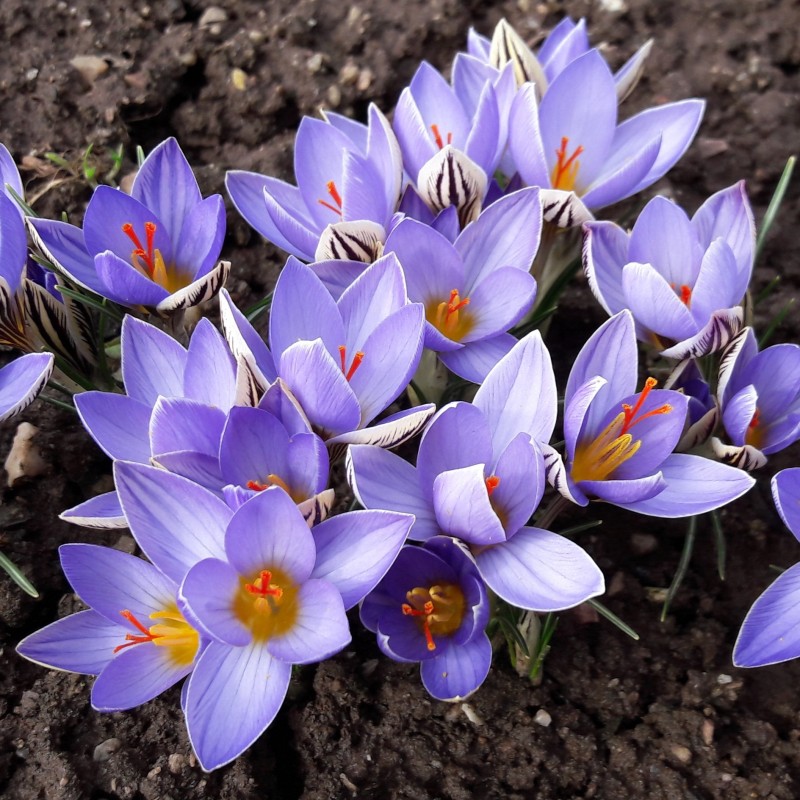 Crocus orphei