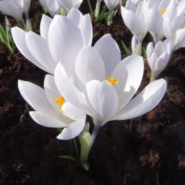 Crocus vernus 'White Vanguard'
