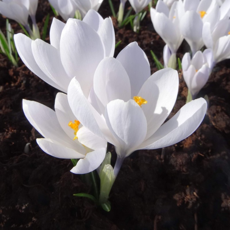 Crocus vernus 'White Vanguard'