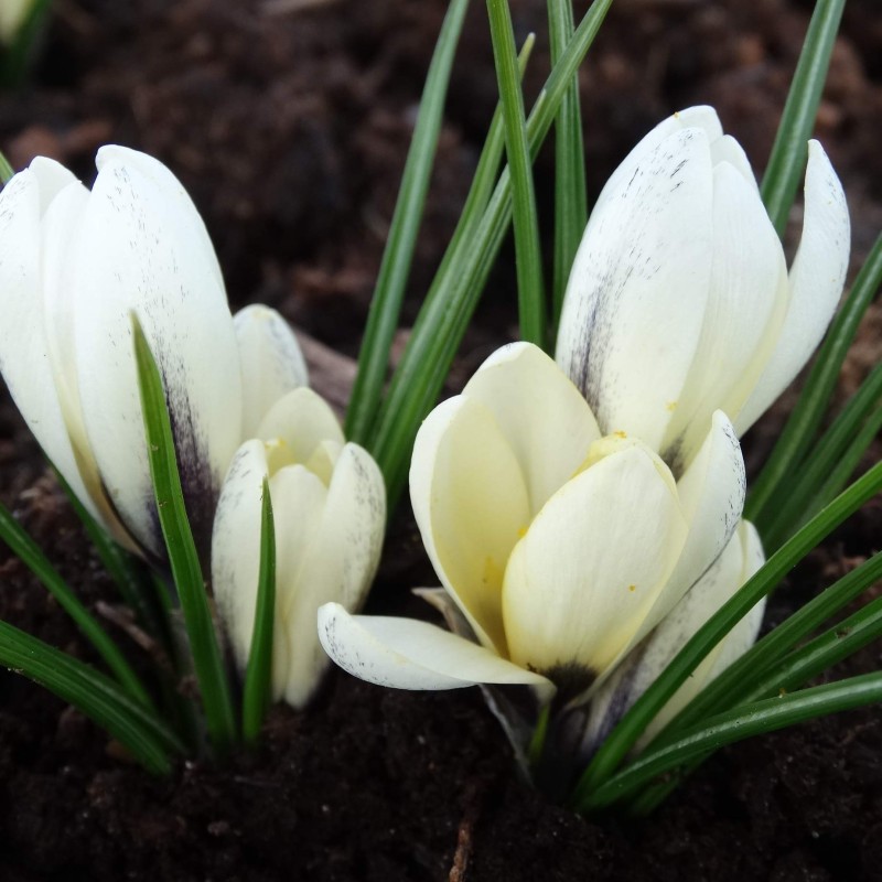 Crocus korolkowii x ‘Arctica’ 