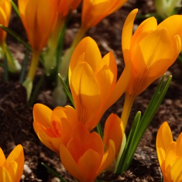 Crocus korolkowii x 'Eldorado'