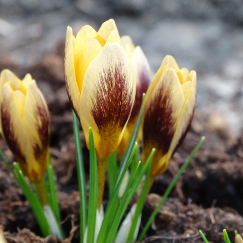 Crocus chrysanthus 'Apricot Wine'
