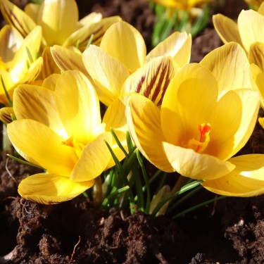 Crocus chrysanthus 'Mariette'