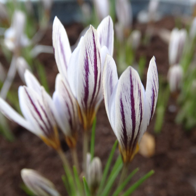 Crocus hittiticus