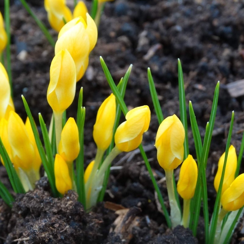 Crocus danfordiae -Yellow-