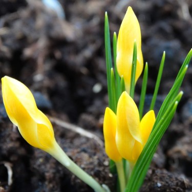 Crocus danfordiae -Yellow-