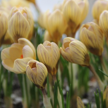 Crocus chrysanthus 'Constellation'