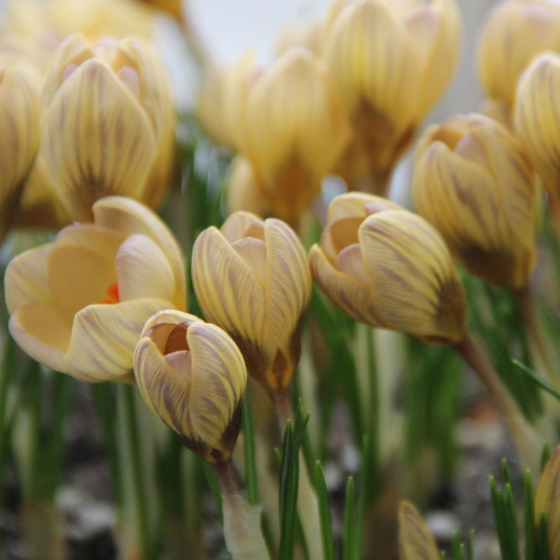 Crocus chrysanthus 'Constellation'
