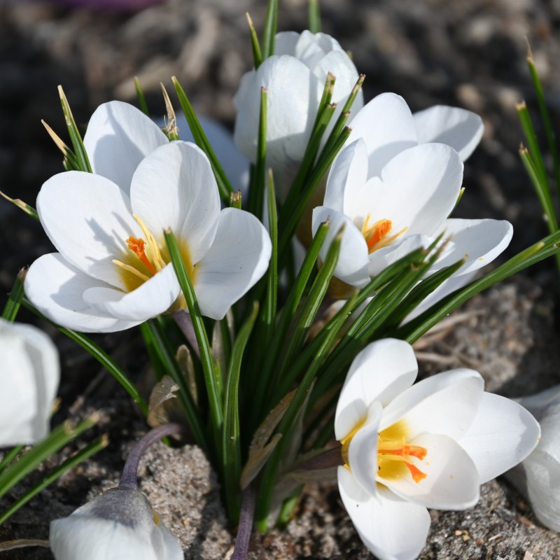 Crocus chrysanthus 'Polar Bear'