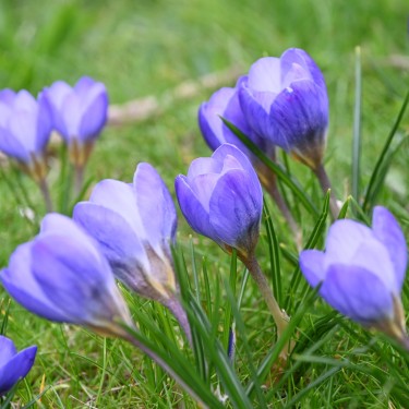 Crocus chrysanthus 'Zenith'