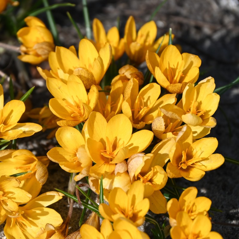 Crocus chrysanthus ‘Uschak Orange’ 