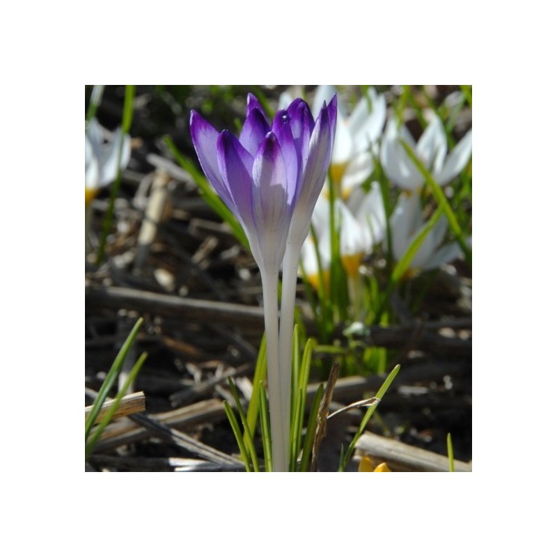 Crocus tommasinianus 'Pictus'