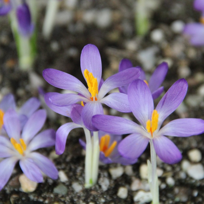 Crocus tommasinianus 'Whitewell Purple'