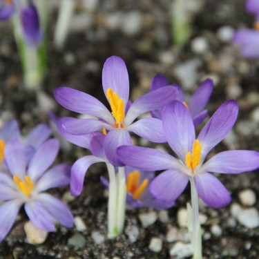 Crocus tommasinianus 'Whitewell Purple'