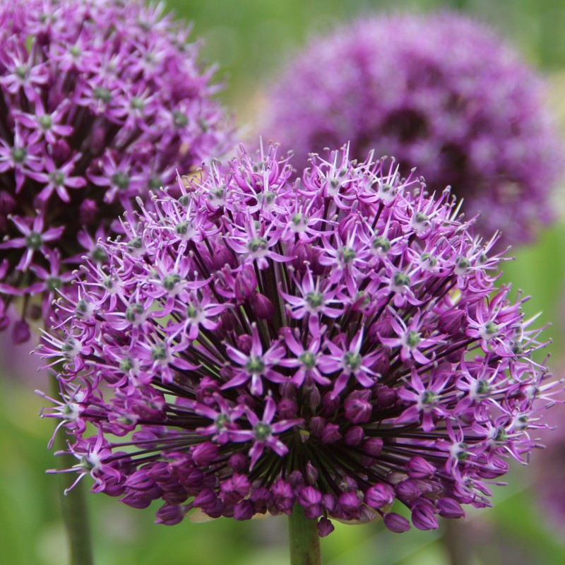 Allium 'Venus'