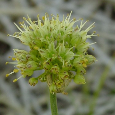 Allium ericetorum