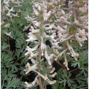Corydalis wendelboi subsp. wendelboi