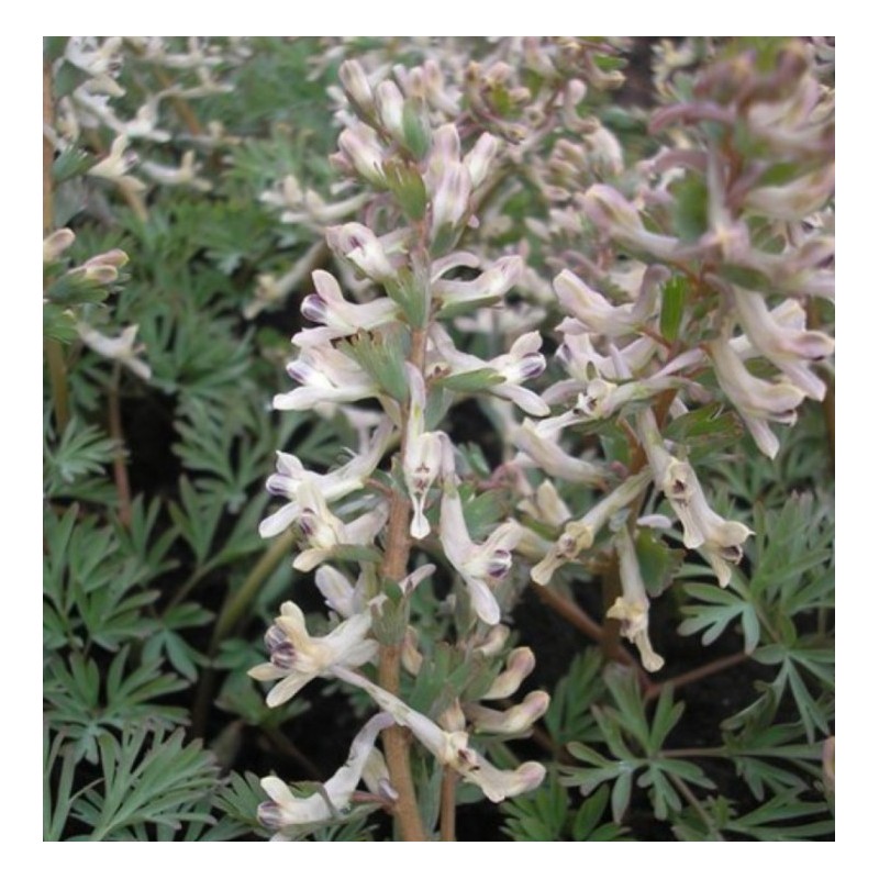 Corydalis wendelboi subsp. wendelboi.