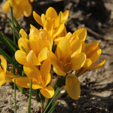 Crocus chrysanthus 'Dorothy'
