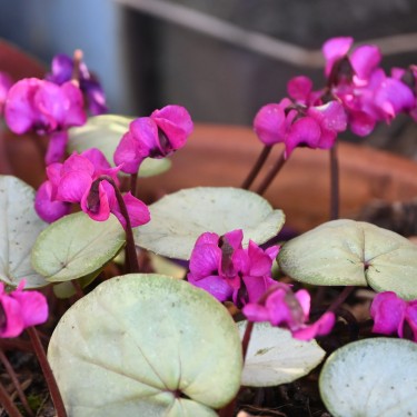 Cyclamen coum 'Pewter Leaf' -Dark-