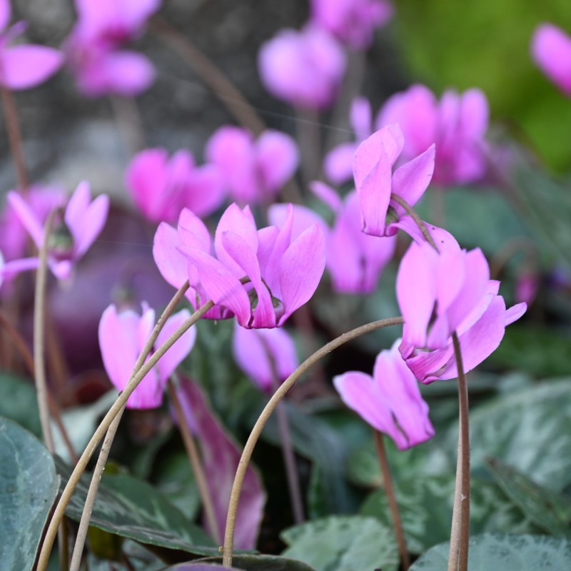 Cyclamen purpurascens Cyclamen purpurascens
