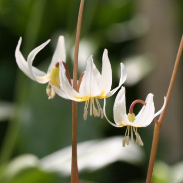 Erythronium oregonum
