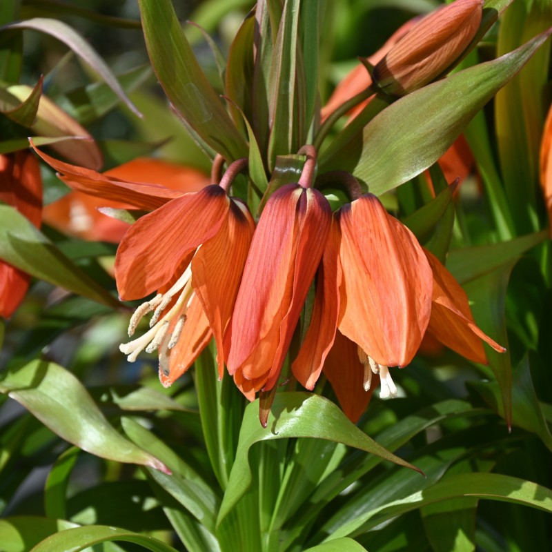 Fritillaria eduardii 'Sunrise'