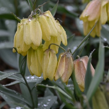 Fritillaria pallidiflora