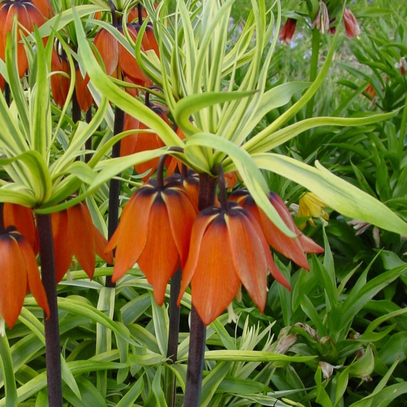 Fritillaria 'Aureomarginata'