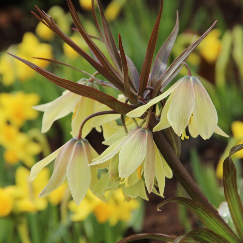 Fritillaria raddeana